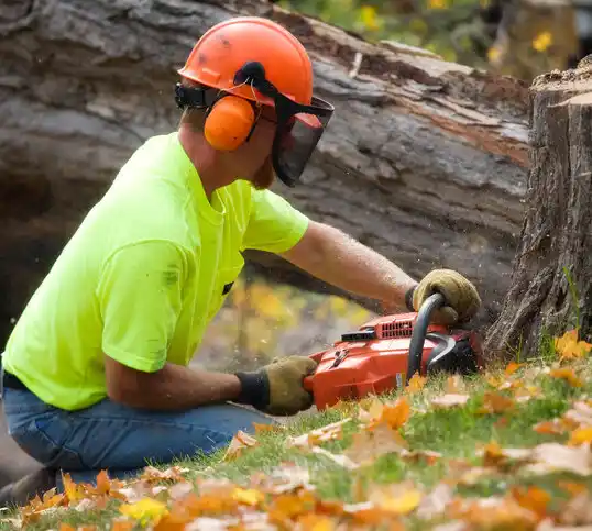 tree services St. Paul Park